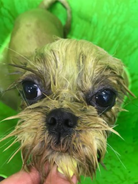 シャンプーを洗い流してもらう犬