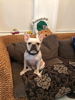 サロン内でくつろぐ犬